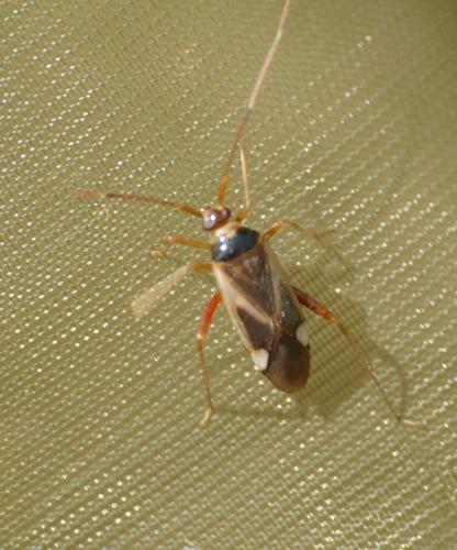 Adelphocoris reichelii